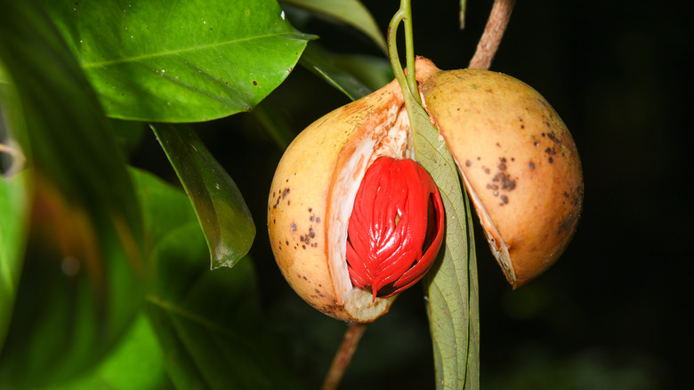 Nutmeg hanging from nutmeg tree 