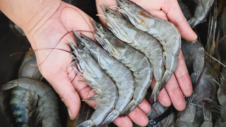 Hand holding whole raw shrimp