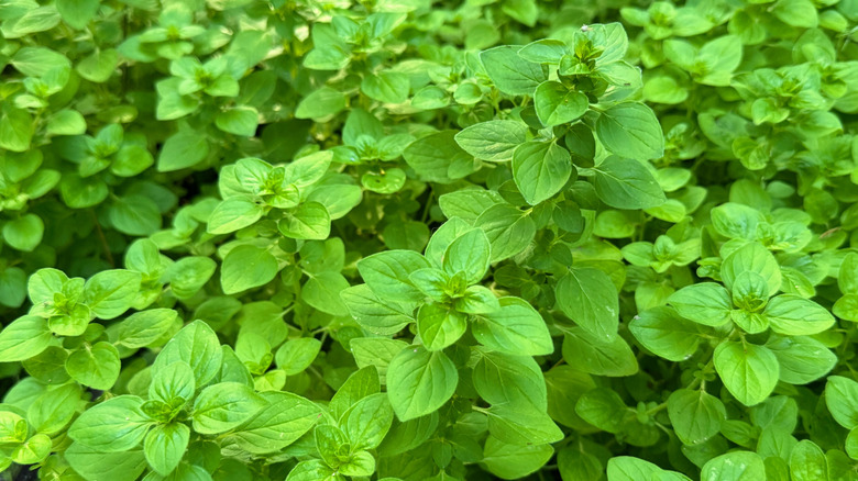 Oregano plants.