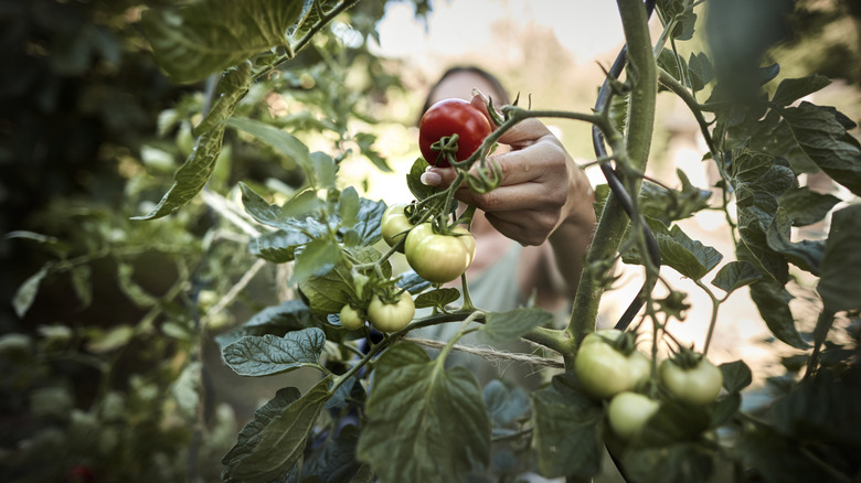A gardener picking a tomato off of the vine
