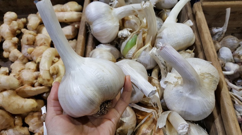 Heads of elephant garlic