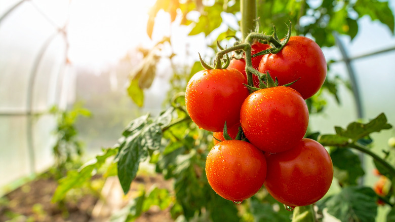 Tomatoes on a vine