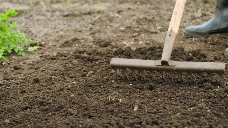 Gardener raking their soil to plant