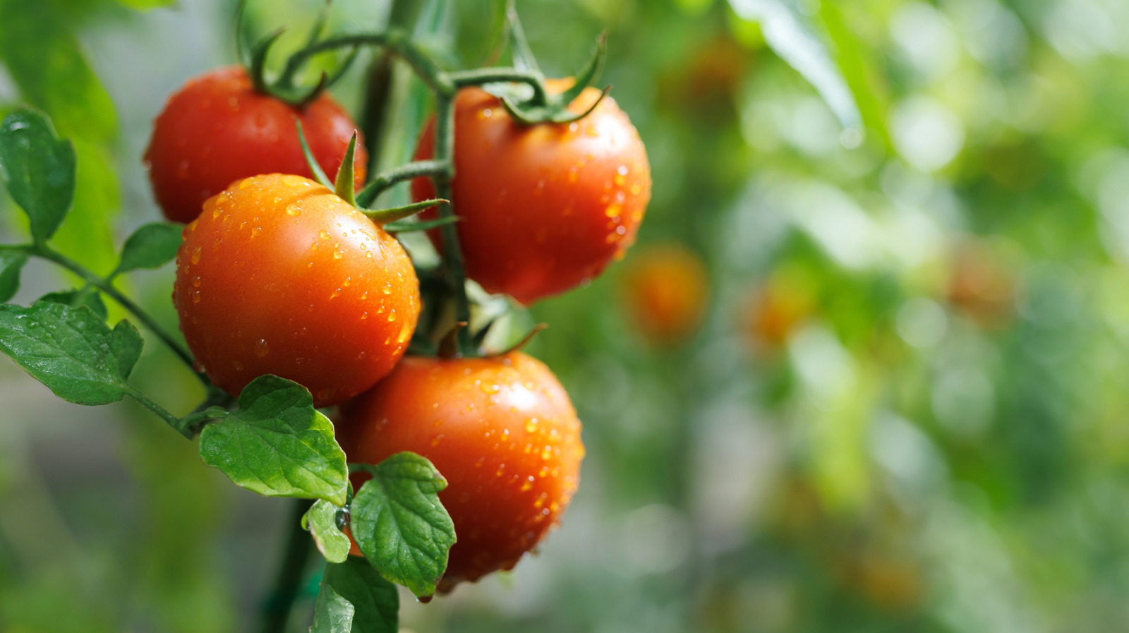 <a href="https://www.foodrepublic.com/1931205/why-soil-matters-growing-tomatoes-garden/" target="_blank">Why Soil Matters When Growing Tomatoes In Your Garden</a>