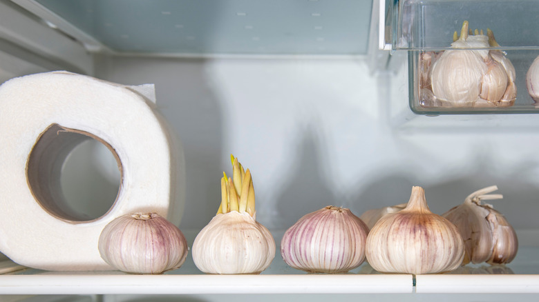 Toilet paper in fridge alongside garlic.