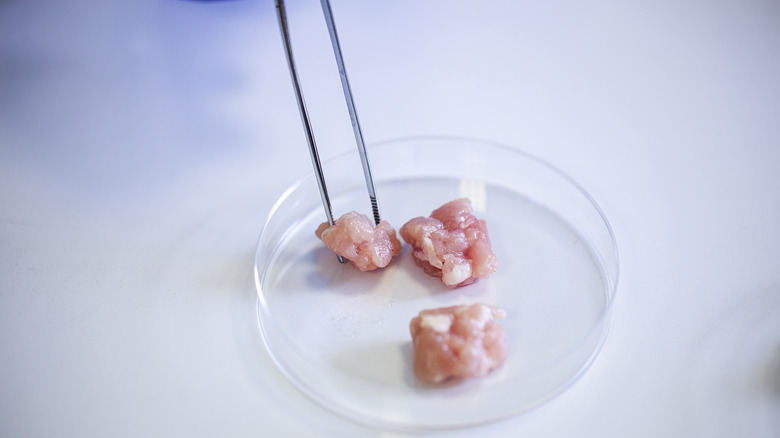 cell-cultivated meat samples in dish