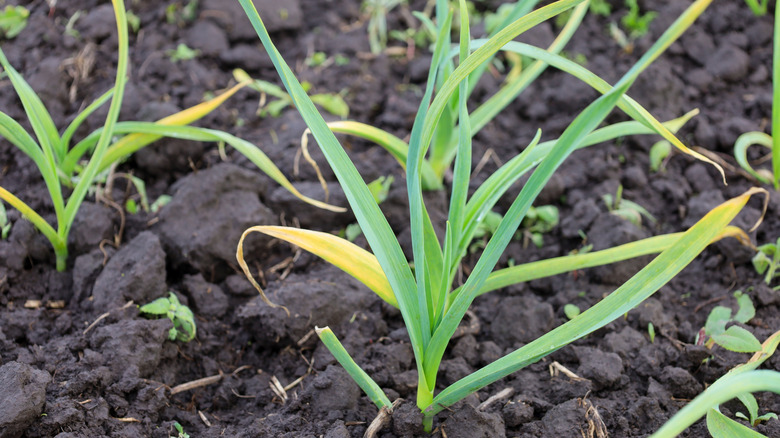 Garlic plants with yellowing leaves