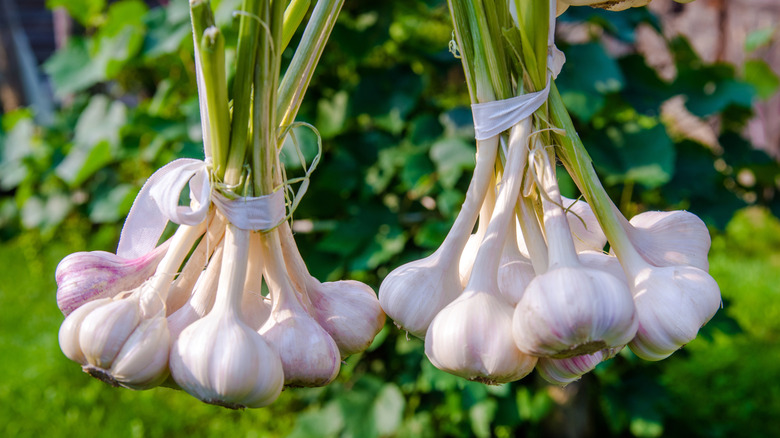 Healthy bundles of garlic