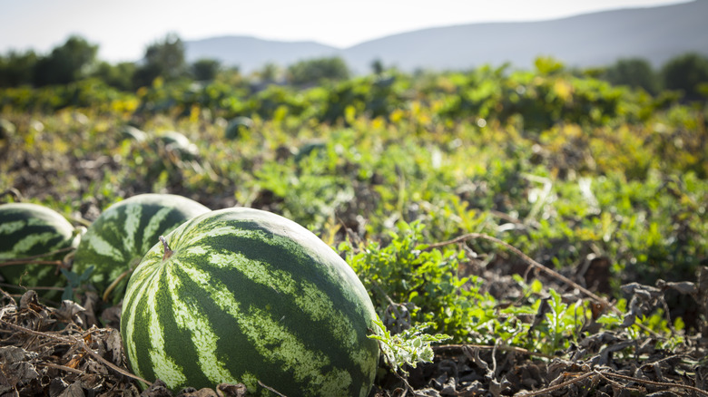 Watermelons growing in field