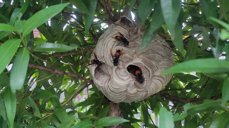 A wasp nest in a tree.