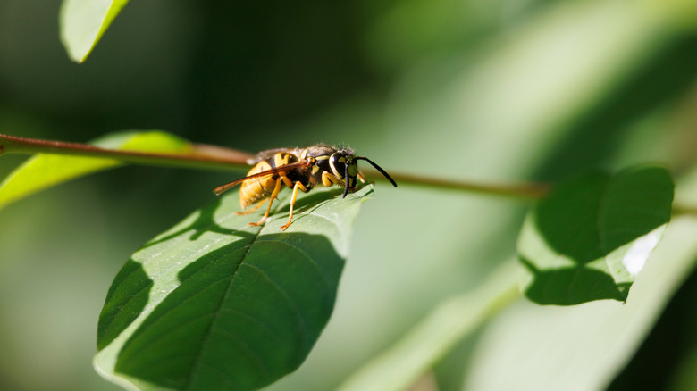 A wasp perched on a green leaf.
