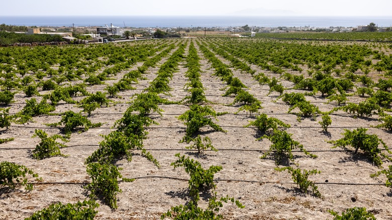 An arid Santorini vineyard