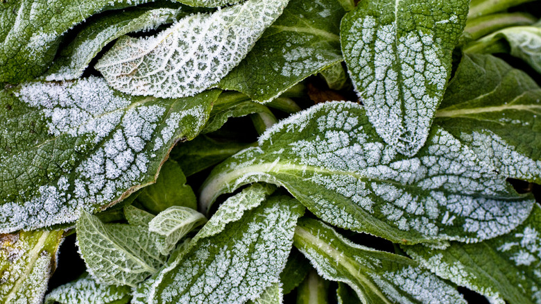 Frozen spinach in a pile