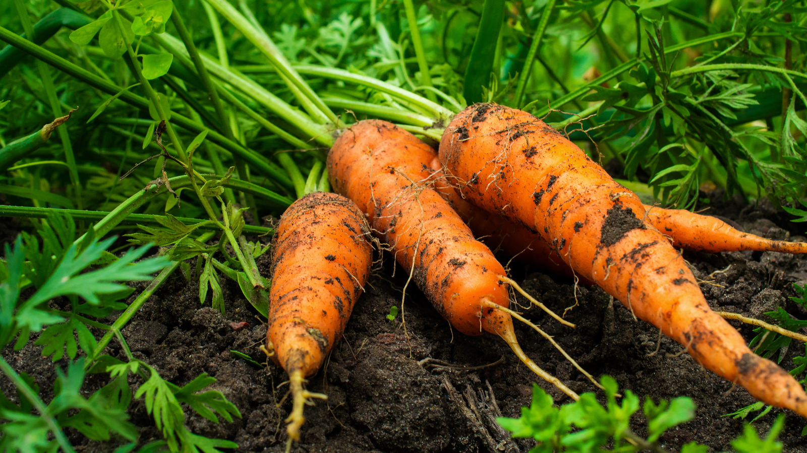 <a href="https://www.foodrepublic.com/2127287/grow-carrots-toilet-paper-tubes/" target="_blank">Why You Should Grow Carrots In Toilet Paper Tubes</a>