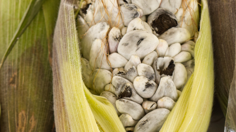 Huitlacoche fungus growing on corn