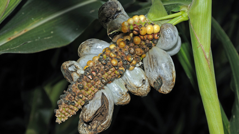 huitlacoche on corn stalk