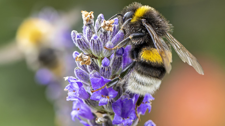 A close-up of a bumblebee feeding on a lavender flower