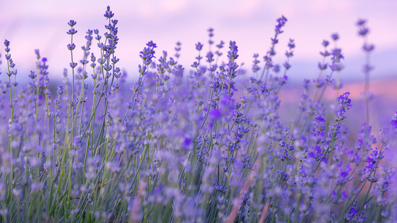A field of lavender plants against a lavender sky