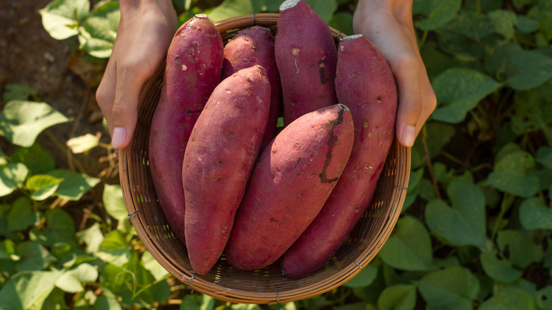 Farmer holding potatoes in basket