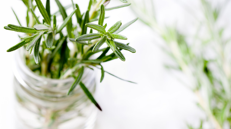 Fresh rosemary in jar