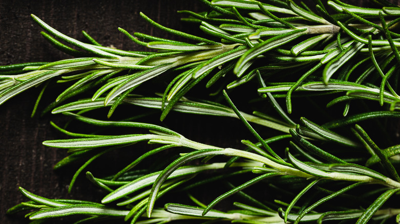 Fresh sprigs of rosemary