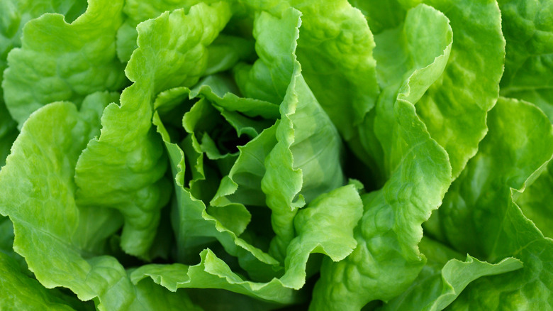 Close-up of head of lettuce