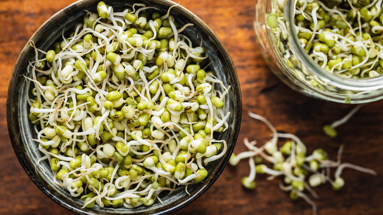 A bow of sprouts