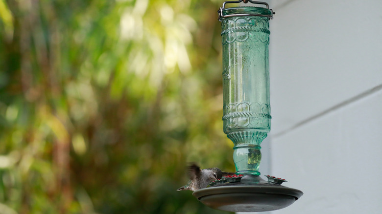 A hummingbird on a feeder outside.
