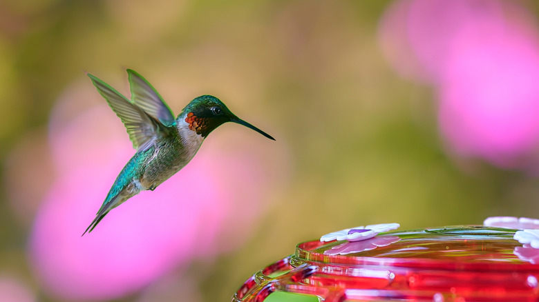 A hummingbird hovers near a feeder.