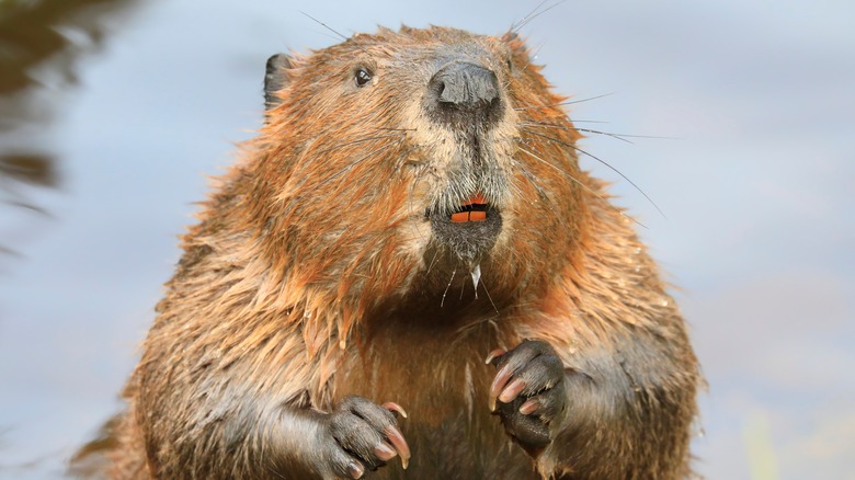 A beaver by a river looking upwards