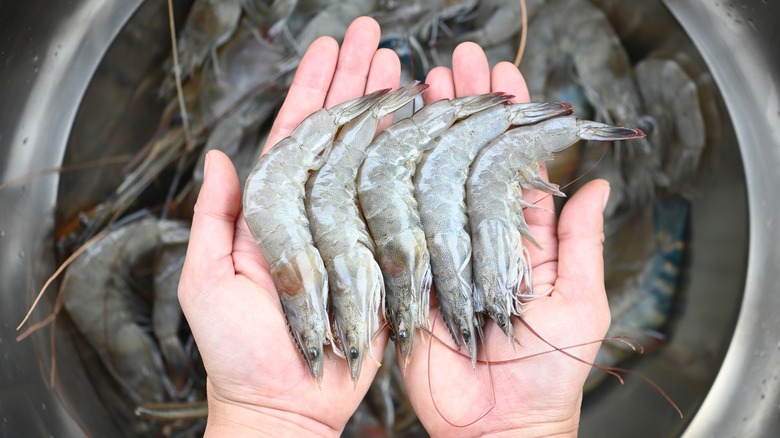 Shrimp with shells and tails