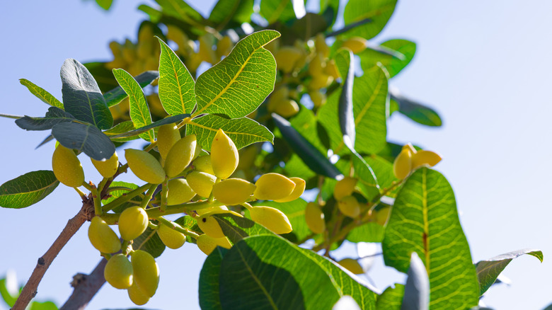 Pistachio nuts in a tree.