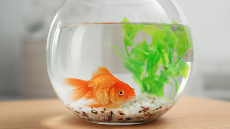 Goldfish in a bowl on table