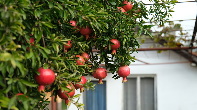 pomegranate tree with ripe fruit outside of a house