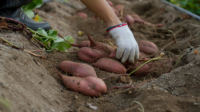 A gardener harvesting sweet potatoes