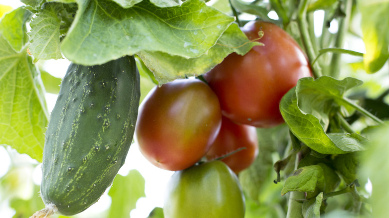 Cucumbers and tomatoes growing near each other