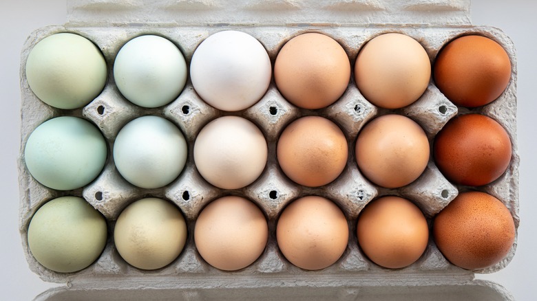 eggs with various colors of shells