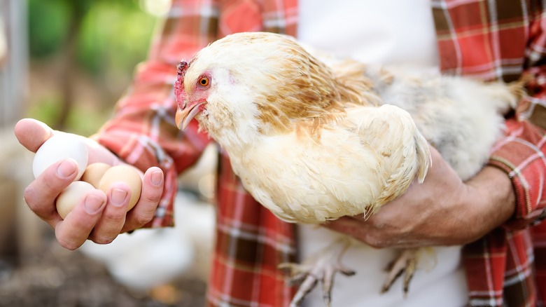 cage-free eggs