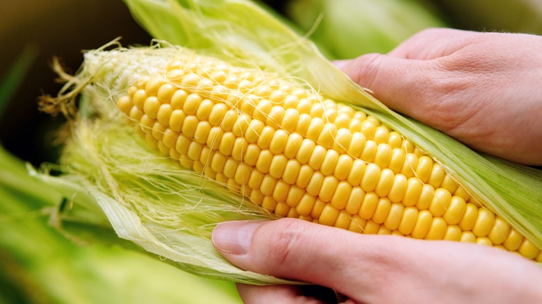 hands shucking an ear of corn by peeling back husk