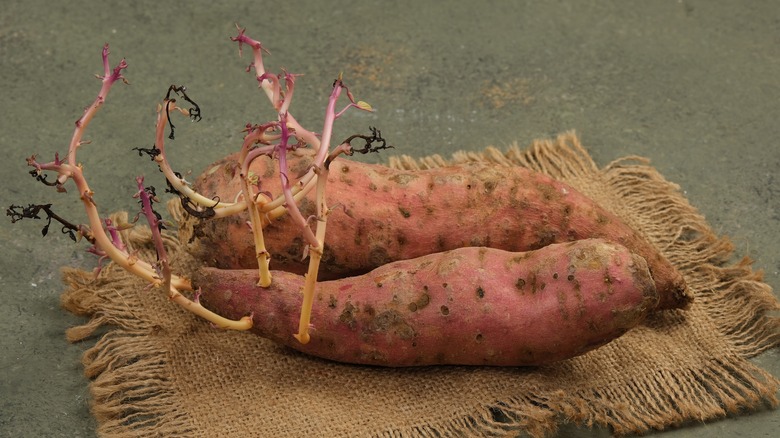 Sweet potatoes growing sprouts