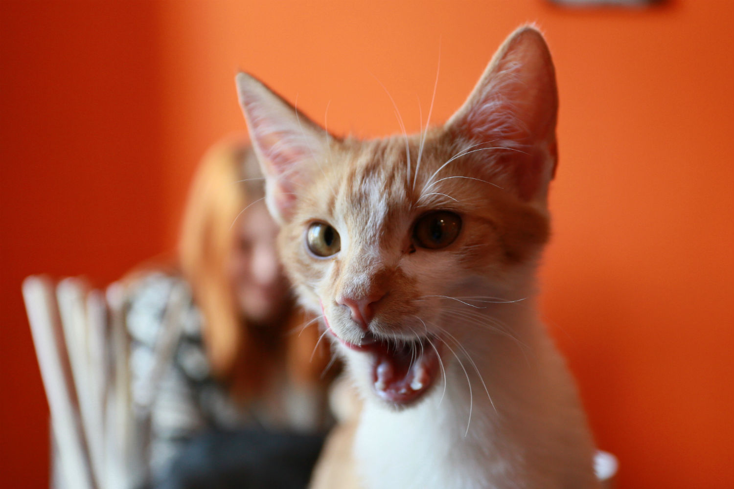 weirdkittysongsfeatured