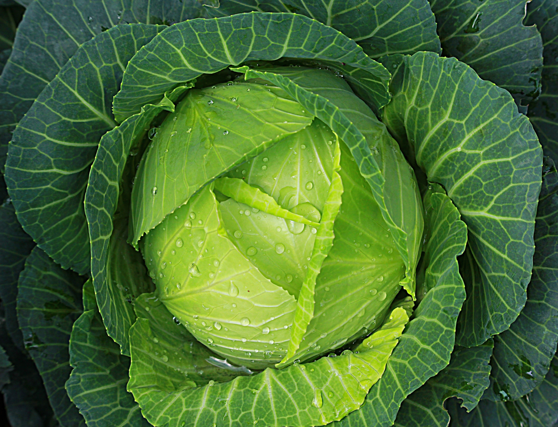 interesting-ways-never-thought-cook-cabbage