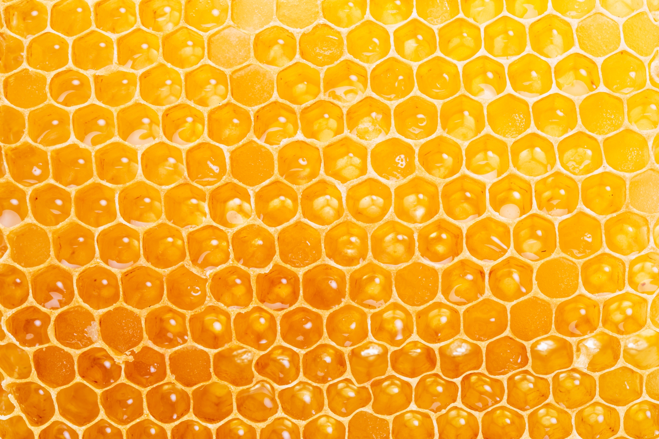 bizarre-food-facts-hard-believe
