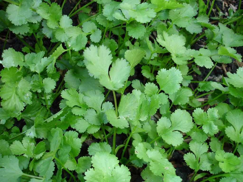 Guide To Herbs Day 5 Cilantro Food Republic