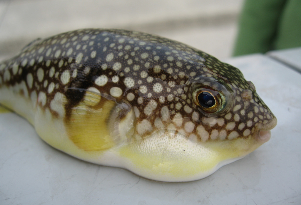 fugu Archives Food Republic