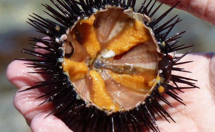 How To Dive For Sea Urchins, And Tips For Eating Them