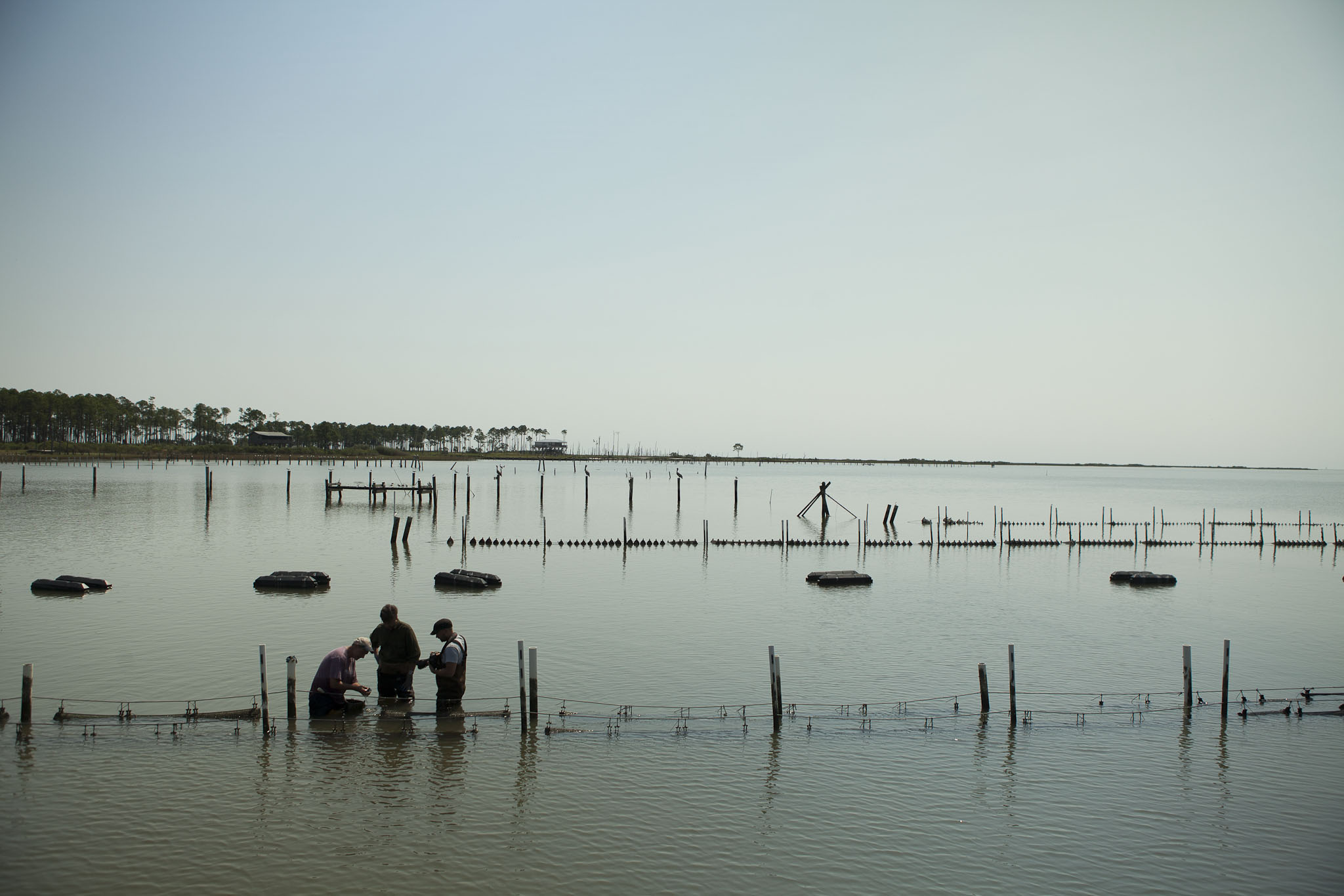 In Alabama, It's HalfShell Oyster Season! Food Republic