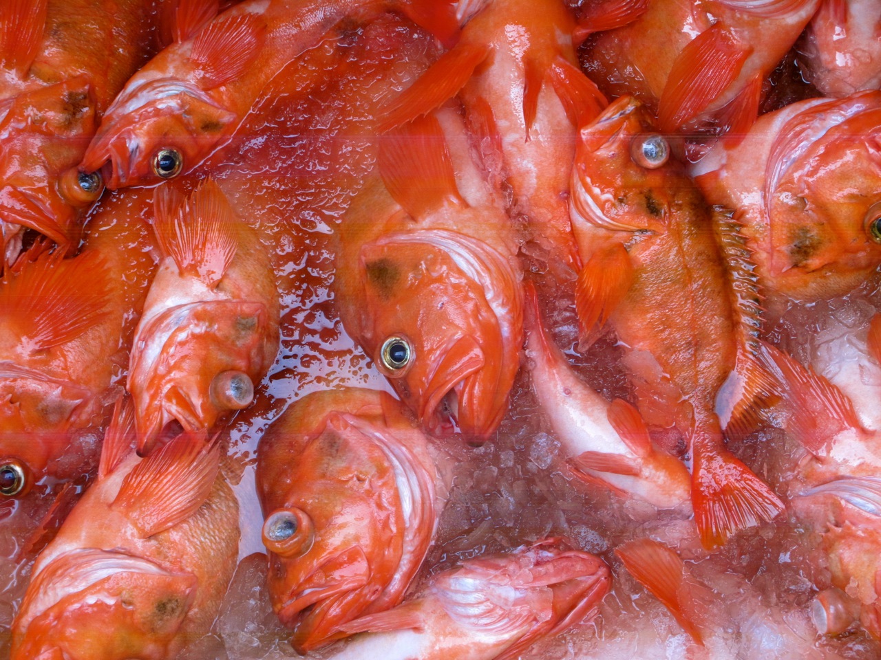 A Travel Guide For The Arctic Circle - Food Republic