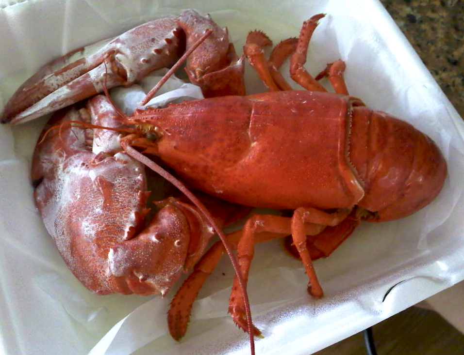 What Is The White Stuff On My Lobster? Food Republic