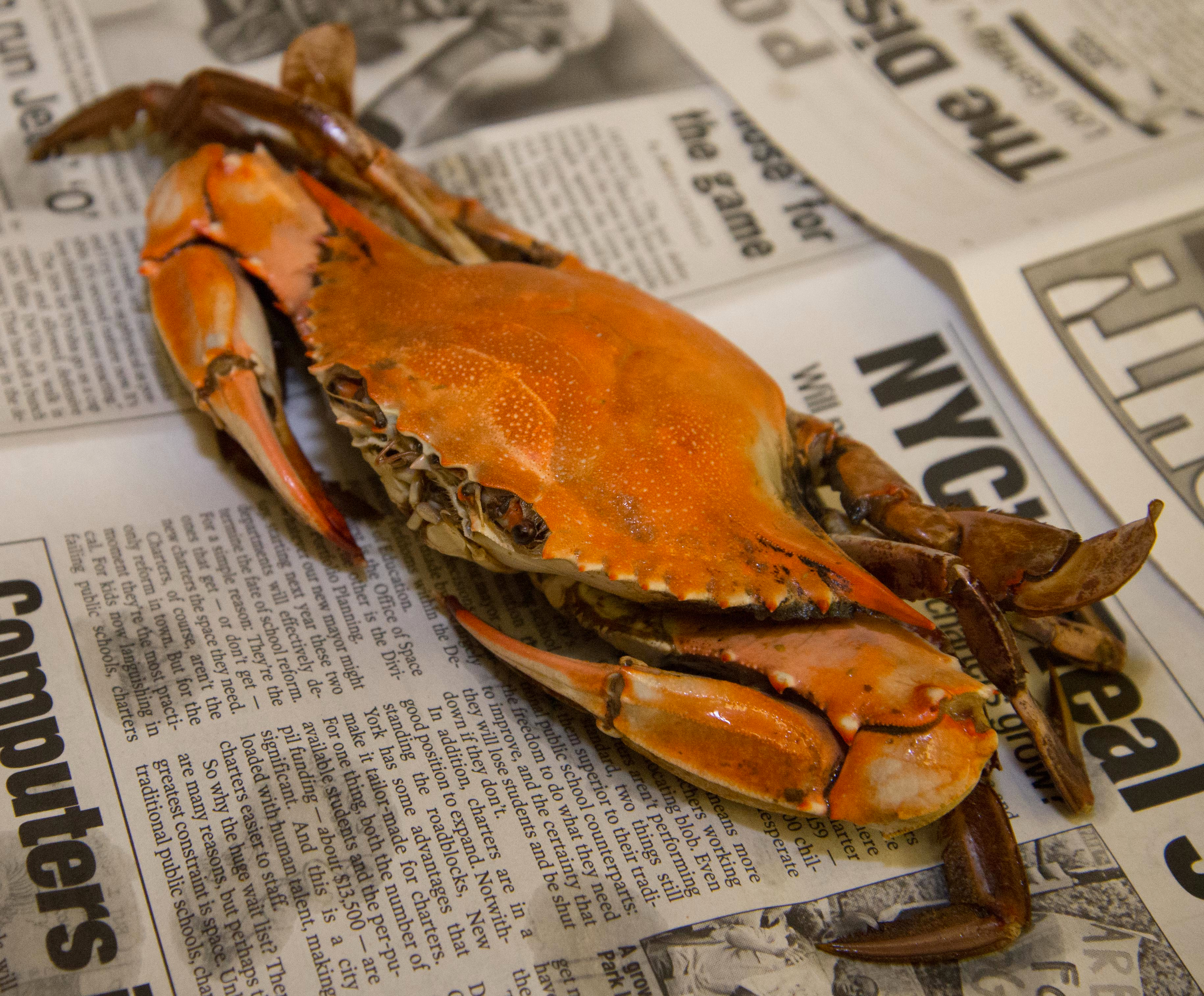 eating blue crab